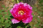 ボタン	牡丹	Paeonia suffruticosa	4～5月